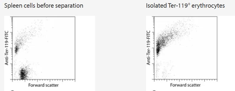 Isolation of erythrocytes from a mouse spleen cell suspension using Anti-Ter-119 MicroBeads, a MiniMACS Separator, and an MS Column.